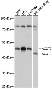 ACOT2 Rabbit pAb