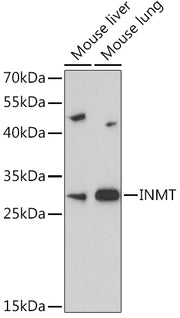 INMT Rabbit pAb