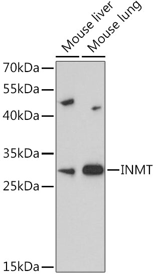 INMT Rabbit pAb