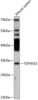 TSPAN15 Rabbit pAb