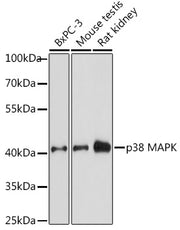 p38 MAPK Rabbit pAb