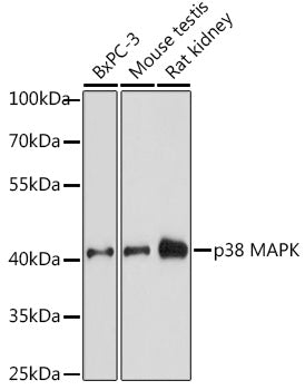 p38 MAPK Rabbit pAb