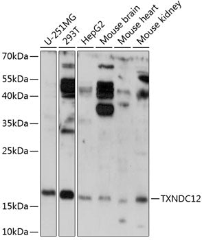 TXNDC12 Rabbit pAb