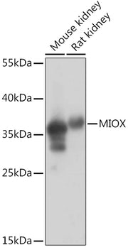 MIOX Rabbit pAb