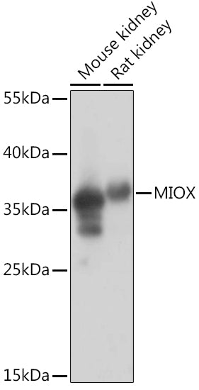 MIOX Rabbit pAb