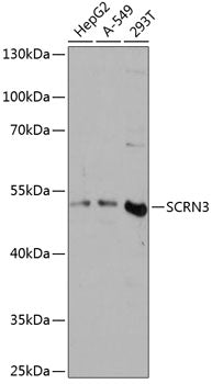 SCRN3 Rabbit pAb