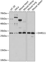 DHRS11 Rabbit pAb