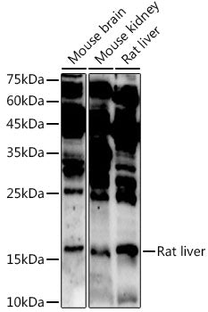 ASCL4 Rabbit pAb