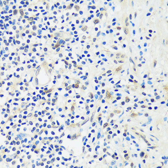ASCL4 Rabbit pAb