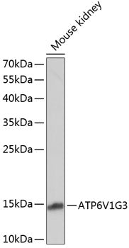 ATP6V1G3 Rabbit pAb
