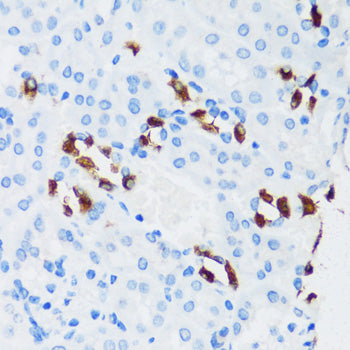 ATP6V1G3 Rabbit pAb