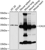 CA13 Rabbit pAb