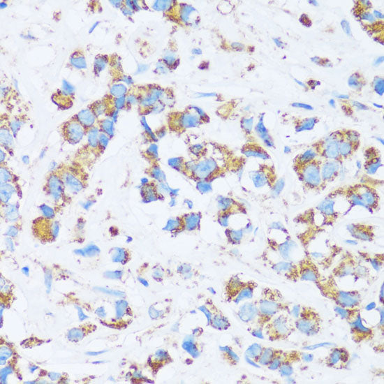 CA13 Rabbit pAb