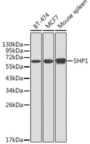 SHP1 Rabbit pAb