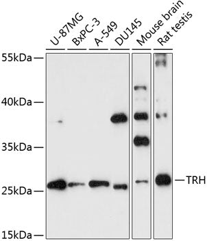 TRH Rabbit pAb
