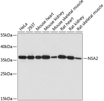 NSA2 Rabbit pAb