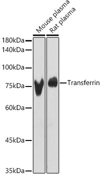 Transferrin Rabbit pAb