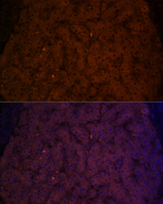 Transferrin Rabbit pAb