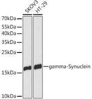 gamma-Synuclein Rabbit pAb
