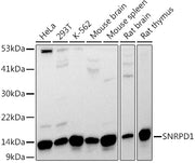 SNRPD1 Rabbit pAb