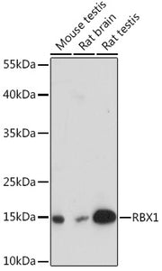 RBX1 Rabbit pAb