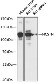 NCSTN Rabbit pAb