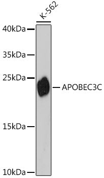 APOBEC3C Rabbit pAb