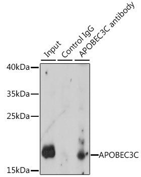 APOBEC3C Rabbit pAb