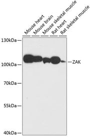 ZAK Rabbit pAb