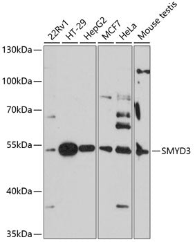 SMYD3 Rabbit pAb