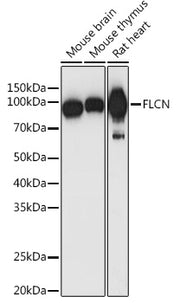 FLCN Rabbit pAb