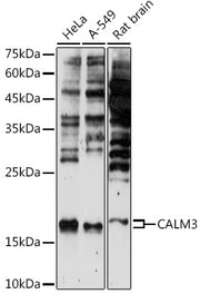 CALM3 Rabbit pAb