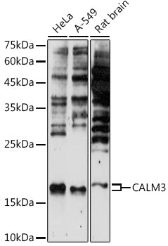 CALM3 Rabbit pAb