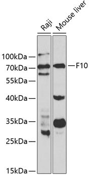 F10 Rabbit pAb