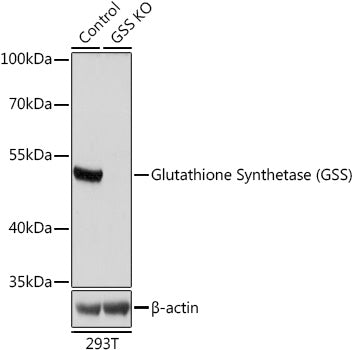 [KO Validated] Glutathione Synthetase (GSS) Rabbit pAb
