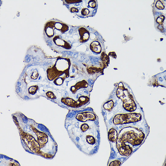 Fibrinogen alpha chain (FGA) Rabbit pAb