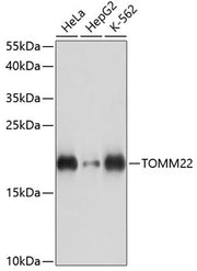 TOMM22 Rabbit pAb