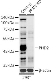 [KO Validated] PHD2/EGLN1 Rabbit pAb