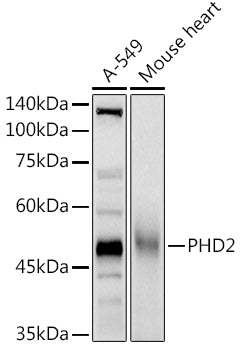 [KO Validated] PHD2/EGLN1 Rabbit pAb