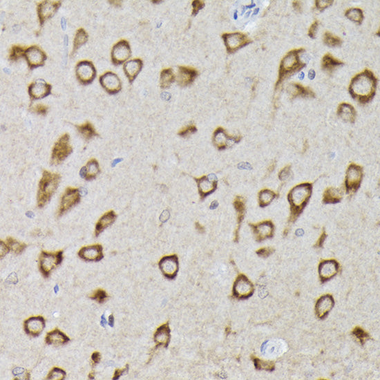 [KO Validated] PHD2/EGLN1 Rabbit pAb