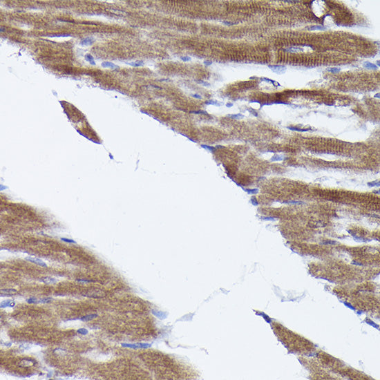 [KO Validated] PHD2/EGLN1 Rabbit pAb