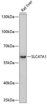 SLC47A1 Rabbit pAb