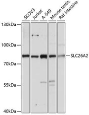 SLC26A2 Rabbit pAb