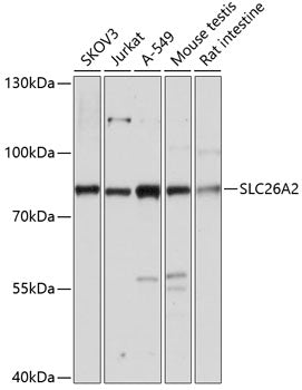 SLC26A2 Rabbit pAb