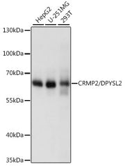 [KO Validated] CRMP2/DPYSL2 Rabbit pAb