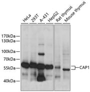 CAP1 Rabbit pAb
