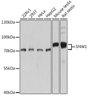 SNW1 Rabbit pAb