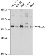 FBXL12 Rabbit pAb