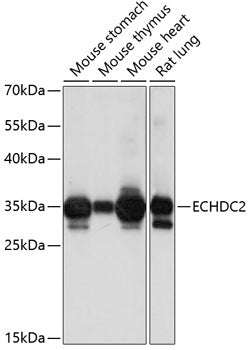 ECHDC2 Rabbit pAb