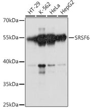 SRSF6 Rabbit pAb